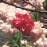 Peach Blossom